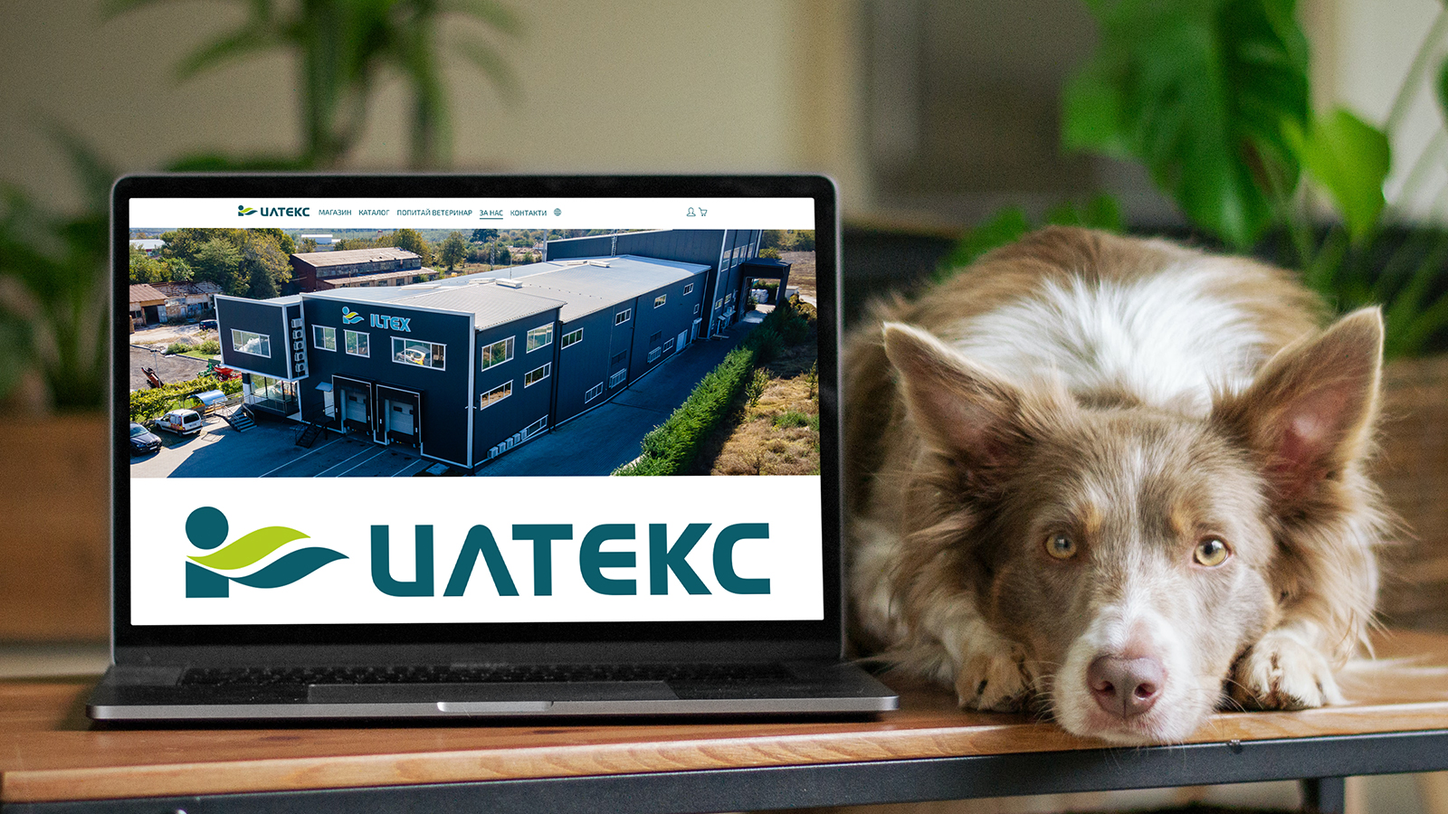 Илтекс